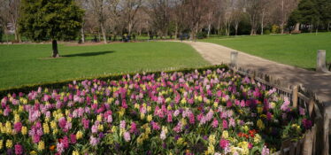Hyacinths blooming in early spring in Merrion Square Park in Dublin